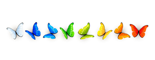Set of colorful butterflies © losw100