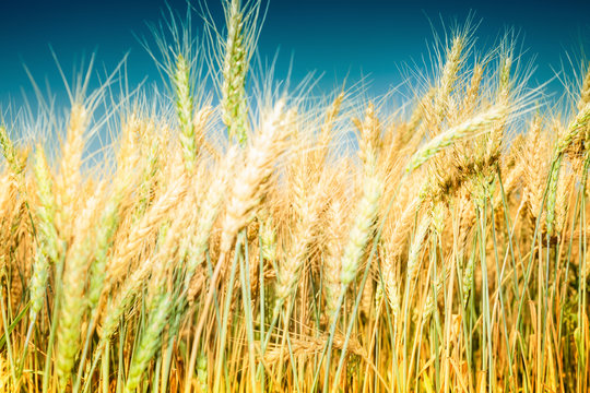 Close up image of ripe wheat field against blue sky. Complementary golden and blue colours are dominant. Image is cross processed, and has Instagram look
