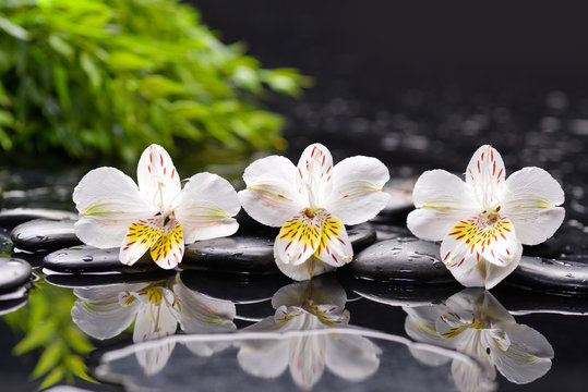 Fototapeta Still life with orchid with green plant on black pebbles 