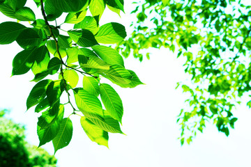 Fototapeta na wymiar Sunshine filtering through foliage