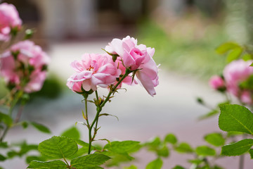 pink bush rose and green leaves
