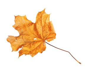 Bright orange maple leaf on white background isolated