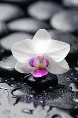 Fototapeta na wymiar White orchid with black stones on wet background