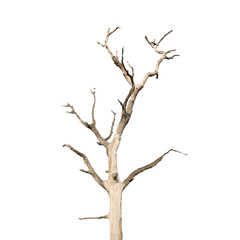 Single old and dead tree isolated on white background