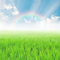 Obraz premium field on a background of the blue sky with rainbow