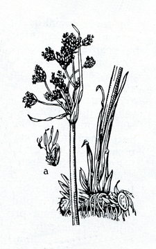 Common club-rush (Schoenoplectus lacustris)
