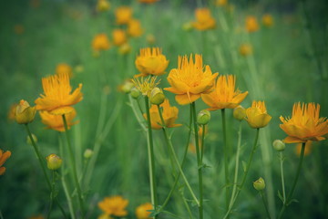 wild orange flowers on the field