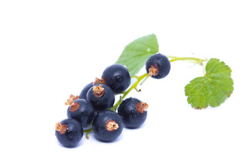 Black currant with green leaf isolated on white background