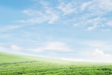 Obraz premium field on a background of the blue sky