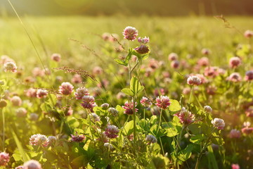 Clover field with flowers