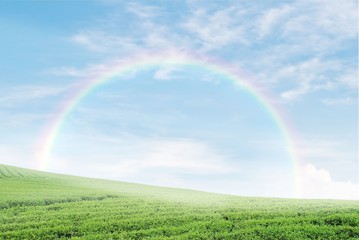 field on a background of the blue sky with rainbow