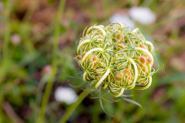 Daucus Carota also called wild carrot, bird's nest, bishop's lace, and Queen Anne's lace