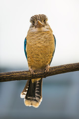 Portrait of male blue-winged kookaburra