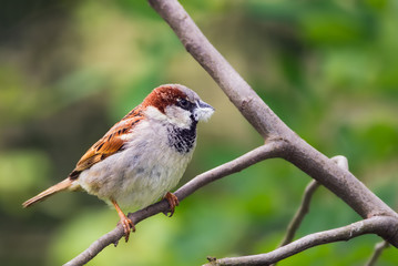 Obraz premium House sparrow holding a piece of fluff in its beak