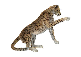 Cheetah