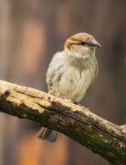 Portrait of female house sparrow