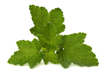 Currant leaf closeup