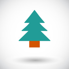 Obraz premium Conifer