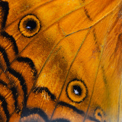 orange butterfly wing