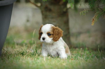 Cavalier king charles spaniel puppy