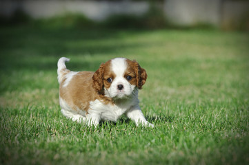 Cavalier King Charles Spaniel puppy