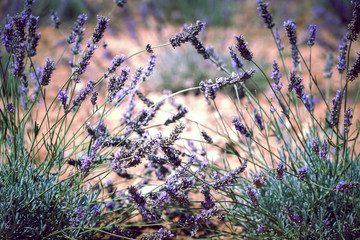 Close Up of Lavender field