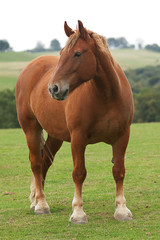 photo of a heavy horse - 87066308