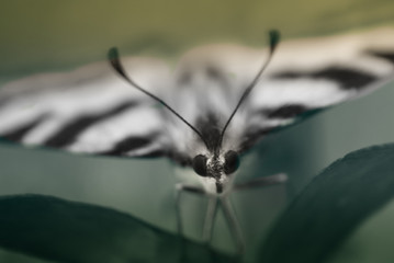 Fototapeta premium butterfly macro