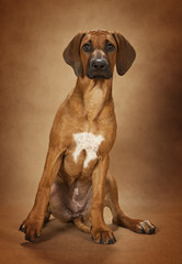 Rhodesian Ridgeback dog over brown background
