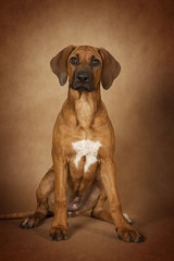 Rhodesian Ridgeback dog