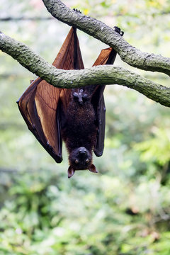 Flying foxes gold resting on a branch hanging