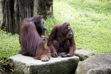 a couple of Borneo orangutan Pongo pygmaeus