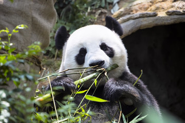 Fototapeta premium Giant panda Ailuropoda melanoleuca eating the bamboo zoo Singapore