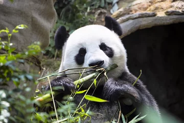 Tableaux ronds sur aluminium Panda Giant panda Ailuropoda melanoleuca eating the bamboo zoo Singapore