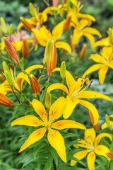 Fototapeta premium Yellow lilies