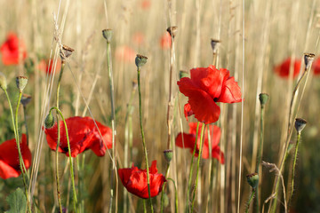 Obraz premium Red poppies in field