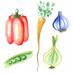 Watercolor vegetables. Vector hand-drawn illustration