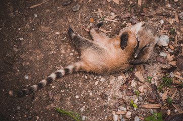 Obraz premium South American coati Nasua nasua playing with itself