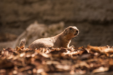 Close Up of a Gopher