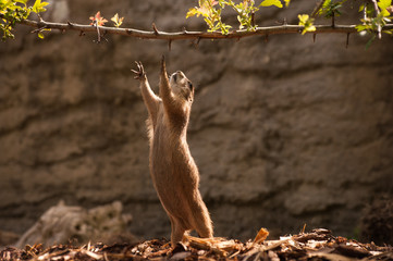 Prairie Dog gopher trying to reach branch