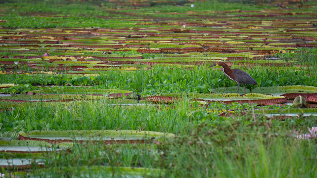 Birdl and Victoria Regia plant over river