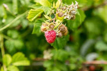 Raspberry on a branch
