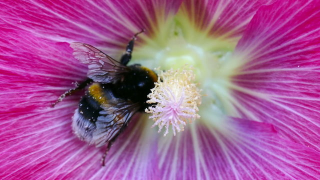 A bumble bee collecting nectar on a large flower
