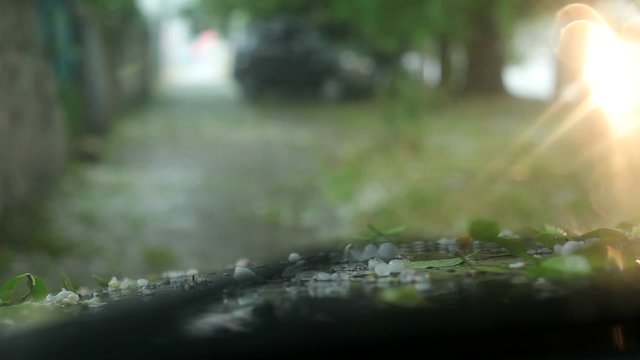 Cars Stopped Under a Tree Waiting When Stop Large Hail.