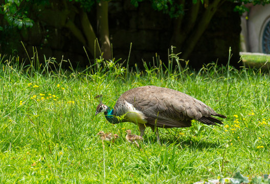 Fototapeta Female peacock