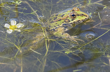 Beautiful green frog is at pond near to white and yellow flower