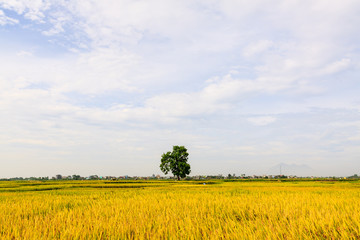 Rice fields