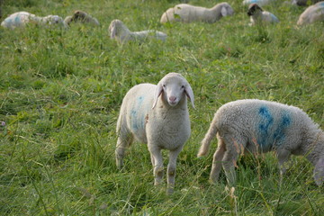 Obraz premium Lamm mit Herde auf der Weide