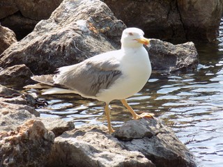 Seagull on rock