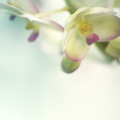 Sweet color orchid in soft color and blur style on mulberry paper texture
